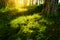 Summer forest undergrowth vegetation. Grass, shrubs and moss growing in pinewood understory or underbrush backlit by the sun.