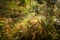 Summer forest undergrowth vegetation, grass, shrubs, moss, pinewood lit by the sun