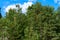 Summer forest with young birches and silky grass