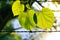 Summer fresh green leaves on the barbed wire in sunshine nature background