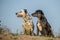 Summer funny portrait of two dogs in sand.