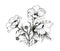 Summer garden blooming flowers monochrome illustration.