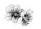 Summer garden blooming flowers monochrome illustration.