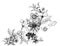 Summer garden blooming flowers monochrome vector illustration.