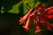 Summer garden. The blossoming honeysuckle.