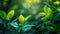 Summer Garden Greenery: A Vibrant Background of Natural Green Leaves and Plants for Ecology and Environment Wallpaper