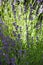 Summer in the garden. Lavender flowers. Vertical shot. Close-up.