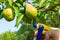 Summer garden maintenance. Spraying branches on trees. Treating pear fruits for diseases or pests