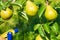 Summer garden maintenance. Spraying branches on trees. Treating pear fruits for diseases or pests