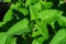 Summer garden. Medicinal herb Lemon mint or Bergamot mint Latin: Mentha citrata close up