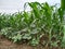 Summer Garden: Multi-cropping farming system in the village.