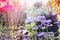 Summer garden nature background with pink and purple flowers and sunlight