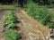 Summer Garden Planted in Rows