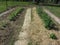 Summer Garden Planted in Rows