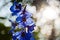 Summer garden. villatic holiday season. Delphinium flower candle. spring bloom. nature environment, ecology. morning. larkspur