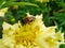 In the summer garden. wasp collects nectar on a yellow flower garden.