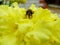 In the summer garden. wasp collects nectar on a yellow flower garden.