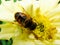 In the summer garden. wasp collects nectar on a yellow flower garden.