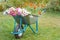 Summer garden with wheelbarrow, flowers and grass