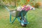 Summer garden with wheelbarrow, flowers and grass