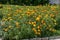 Summer garden with Yellow marigold or Tagetes Erectile curly arden flower   in the monastery garden,  mountain Balkan