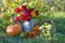 Summer gardening concept with ripe apples, pumpkin and bright zinnia flowers