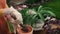 Summer gardening. Female hands plant roses in new pot in backyard.