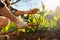 Summer gardening. Woman sitting near the green peas beds and weeding. Close up of hands. Organic agriculture. Sunlight