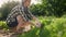 Summer gardening. A young woman sitting near the lettuce beds and weeding. Organic agriculture