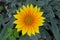 Summer Gazania