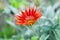 Summer Gazania