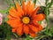 Summer Gazania