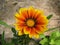 Summer Gazania