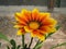 Summer Gazania