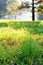 Summer glade flooded with light blurred, focus on grass