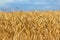 Summer golden wheat field under a blue cloudy sky