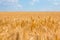 Summer golden wheat field under a cloudy sky