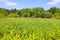 Summer goldenrod and firtrees landscape