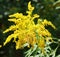 Summer goldenrod and firtrees landscape