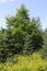 Summer goldenrod and firtrees landscape