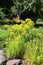 Summer goldenrod landscape