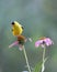 Summer Goldfinch