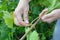 Summer grapes pruning. Gardener prune grapes. Pruning, hedging