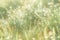 Summer grass field with flowers, abstract background concept, soft focus, bokeh, warm tones