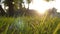 Summer grass meadow motion blur of pleasant wind with bright sunlight, sunny spring background