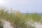 Summer Grass on Sandy Dune Coast