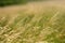 Summer grasses in the wind