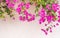 Summer greek bougainvillea flowers on white wall