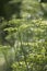 In summer green dill stalks with a beautiful bokeh