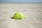 Summer green fish beach toy affix in the dry sand. Selective focus.